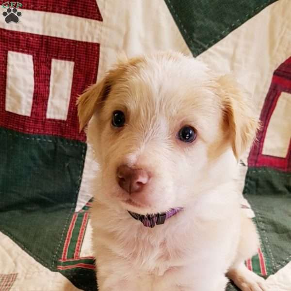 Piper, Border Collie Puppy